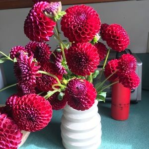 Meet your Posher, Tess